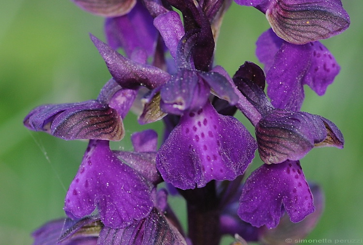 Orchidee del Chianti - Ophrys sphegodes e altre...